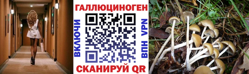 блэк спрут маркетплейс  Городовиковск  Галлюциногенные грибы Psilocybe 